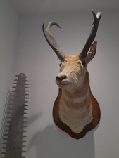 Rare Trophy Size Budget