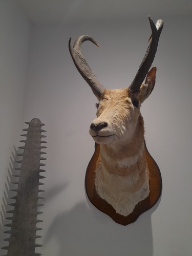 Rare trophy size budget - trophy,