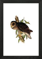 Vintage Sooty Owl Bird Framed