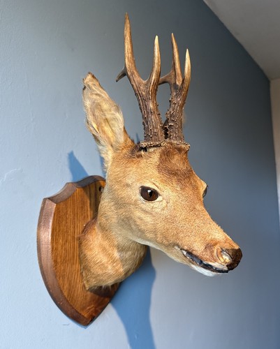 Vintage taxidermy roe deer - roe,