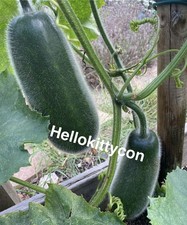 20 Winter Melon Seeds , Ash