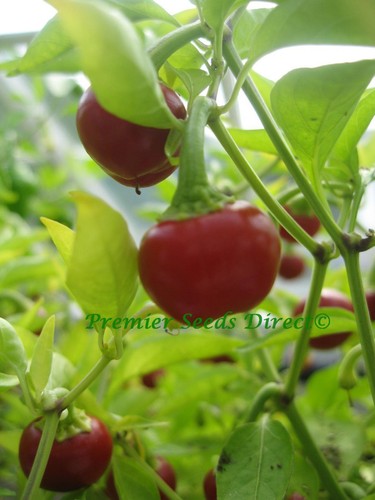 Hot chilli pepper large red - hot,