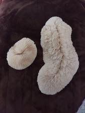 Vintage 2  Piece Of Natural