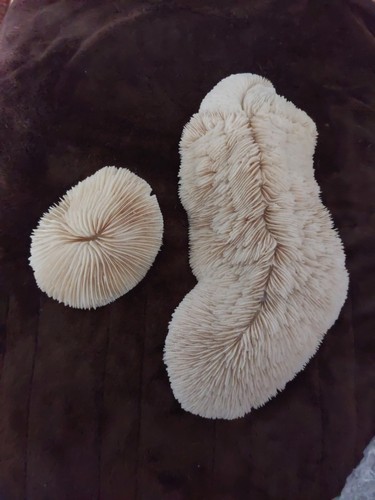 Vintage piece of natural - vintage,