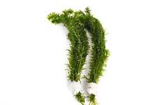 Egeria Densa - 50 Strand Ringed - Tropical Water Live Aquarium Plants