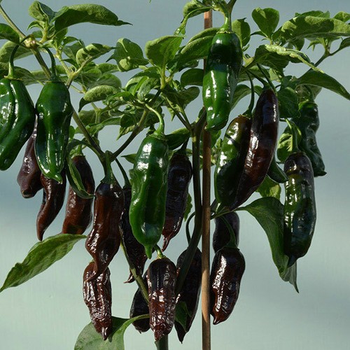 Chilli pepper seeds - chilli, machu