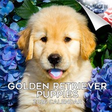 Golden Retriever Pups Dog