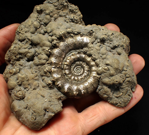 Huge pyrite eteoderoceras - huge,