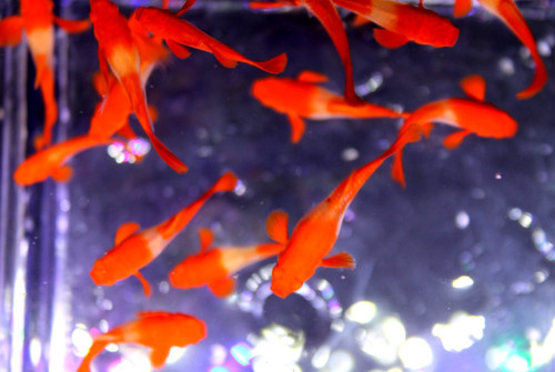 Pair dumbo koi red ear - dumbo,