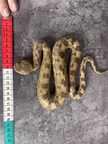 Rare cerastes saharan - cerastes,