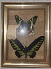 Pair butterflies - pair,