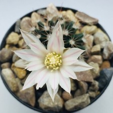 Mammillaria coahuilense PS 127