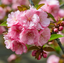 Live Pink Flowering Almond