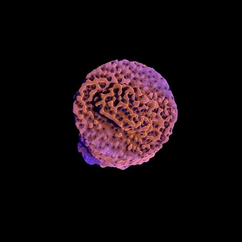 Orange montipora palawanensis - orange,