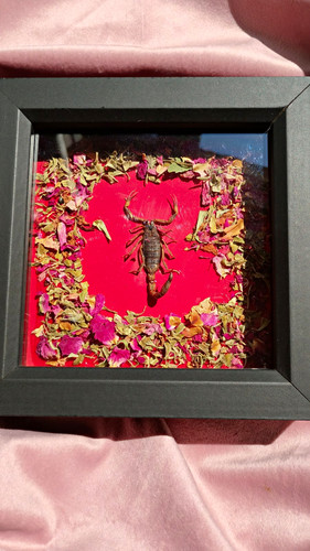 Mounted scorpion black - scorpion,