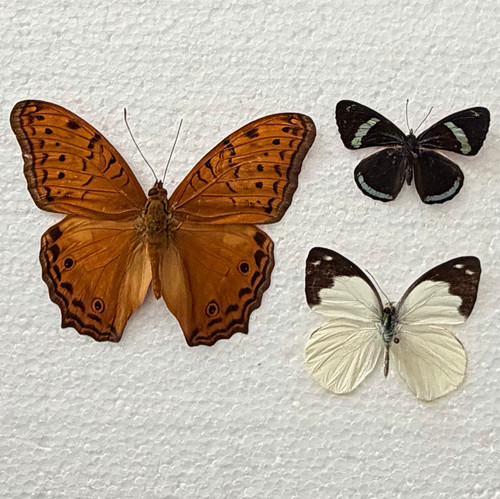 Entomology butterfly specimen - entomology,