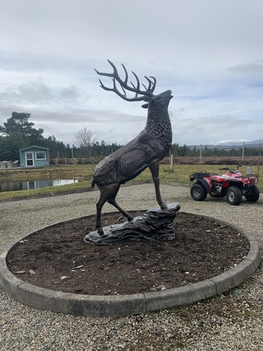 Stag life size bronze - life,