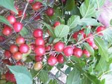 1 Nanking Cheropugy bush