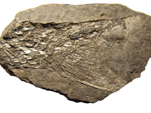 Permian fish fossil muse - permian,