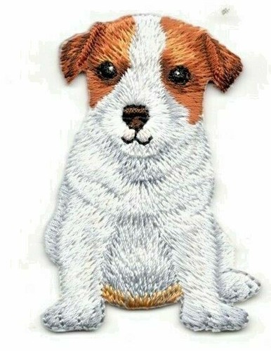 Jack russell terrier - jack, on