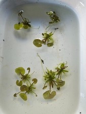 5X Baby Floating Frogbit Pond