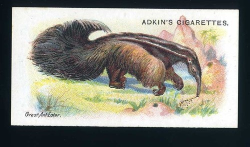 Adkin wild animals - wild, of