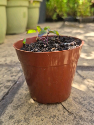Indian holy basil krishna - 5x,