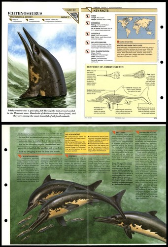 Ichthyosaurus extinct - ichthyosaurus,