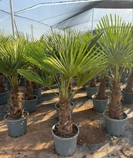 Hardy Trachycarpus Fortunei