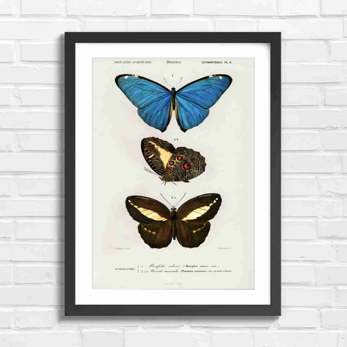 Vintage blue morpho butterfly - vintage,