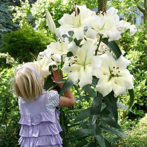 Skyscraper lily pretty - skyscraper,