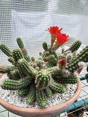 Echinopsis lobivia cactus - echinopsis,