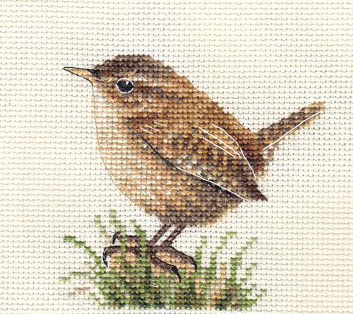 Wren garden bird - garden, counted