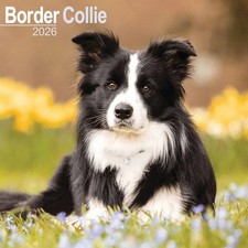 Border Collie Calendar 2026 - Dogs - Month To View