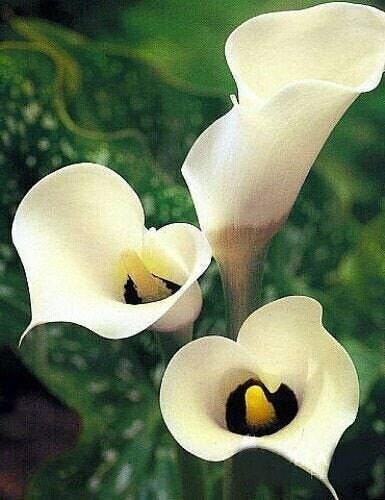 Black eyed beauty calla lily - 1,