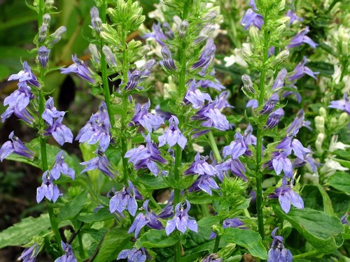 Lobelia siphilitica blue - siphilitica, (blue
