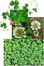 Clover Seed Small Leaf White 100% Micro Lawn Clover for Overseeding or New Lawn