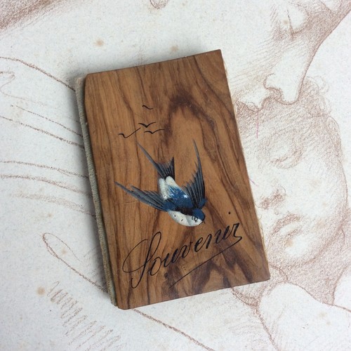 Painted swallow needle - swallow, spike