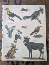 Antique c1815 Natural History
