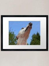 Needle Nose Whippet "Mr Blue