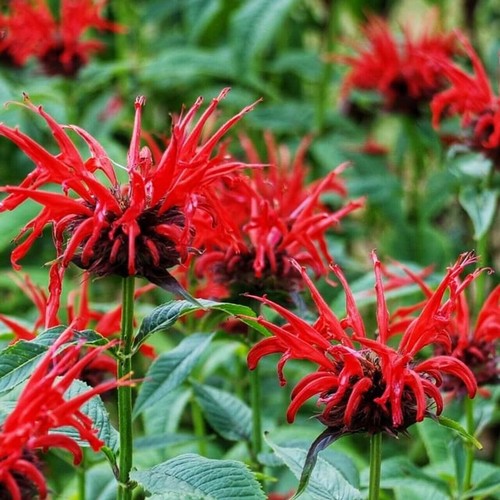 Plug plants bergamot - 10,