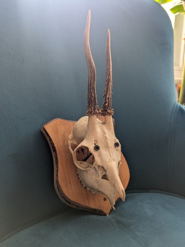 Roe deer skull - roe, antlers