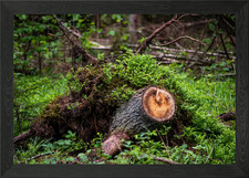 tree trunk Framed Wall Art