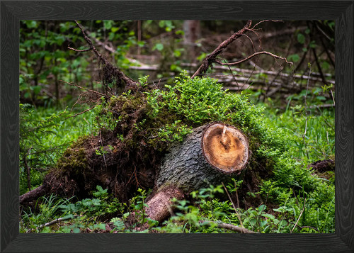 Tree trunk framed - tree,