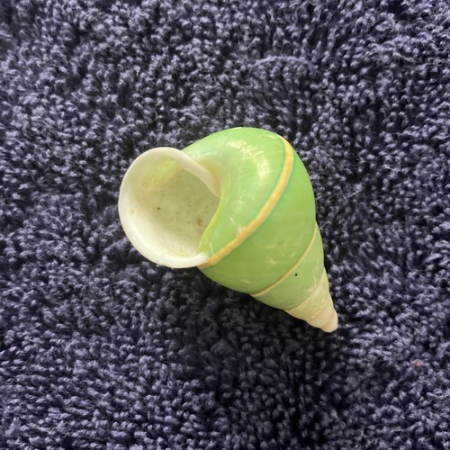Last one rare shell - last, green