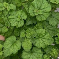 Piggyback plant  Live 3"Pot