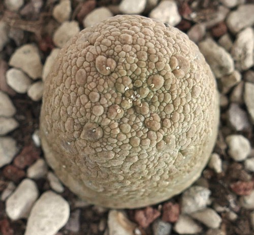 Harardheranus pseudoliths - pseudoliths,