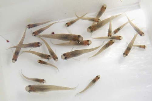Live gambusia mosquito fish - live,