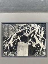 Weird 1920s Antique Photo of a Cat Posing with Deer Antlers! Vintage