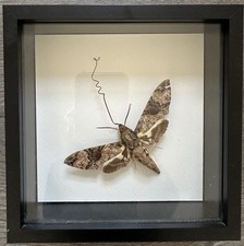 Butterfly In Glass Frame with Wooden Stand Display Case